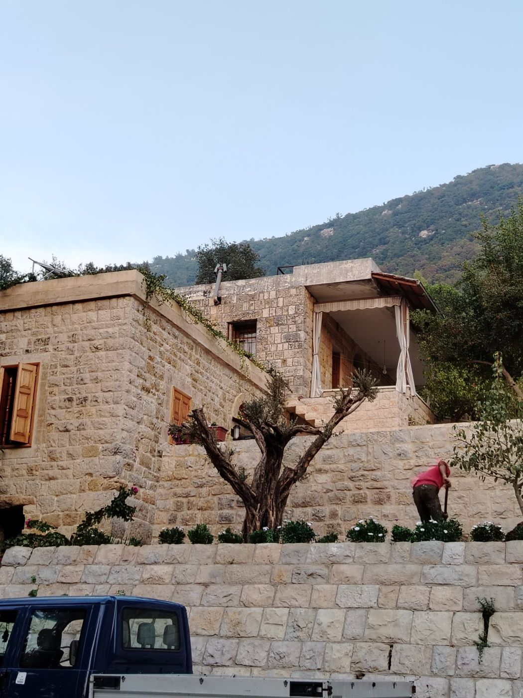Traditional stone house with an olive tree and flower beds below the terraces