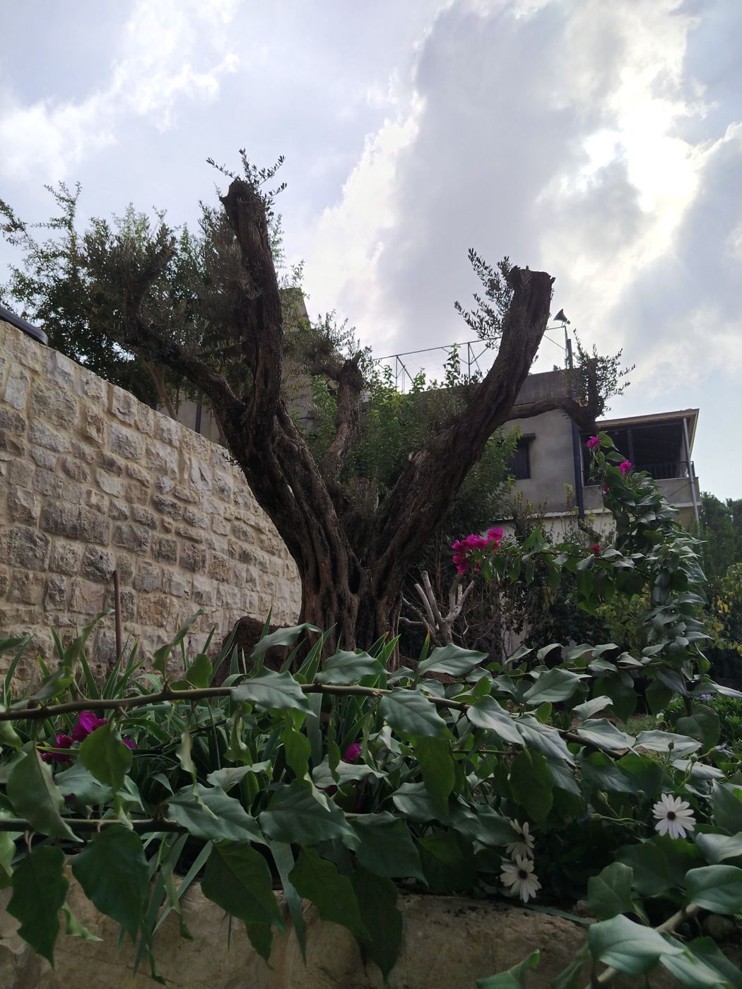 Olive tree planted beside the new stone wall, with flowers around it