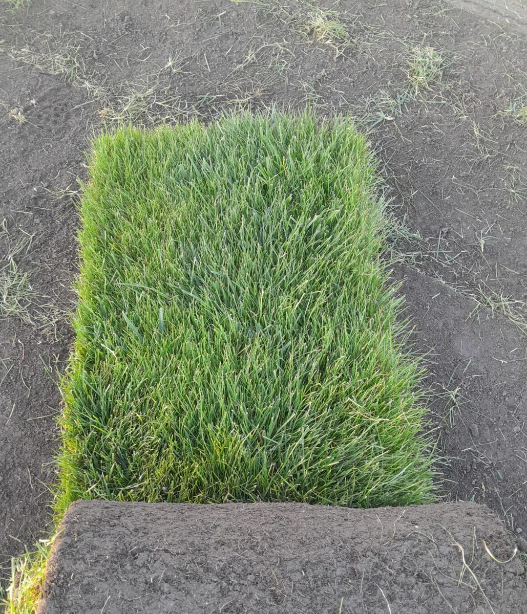 A cut strip of lawn with the next roll lifted