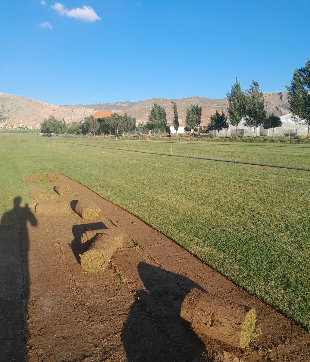 Rolls of cut turf lying beside the lawn field