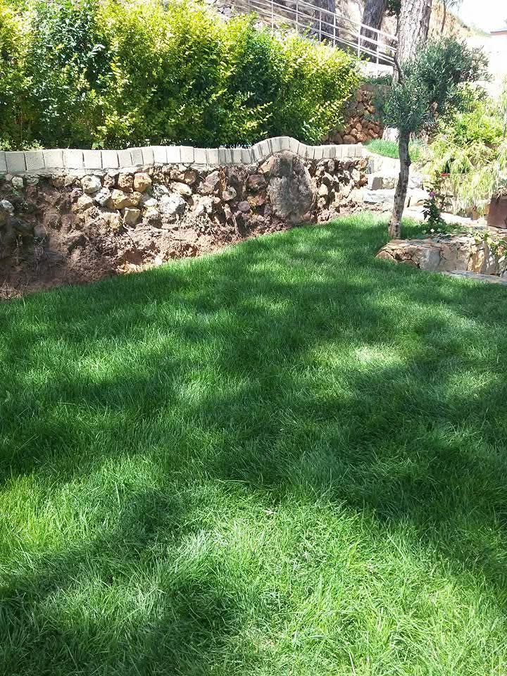 Lawn below a dry-stone wall with a shrub hedge above