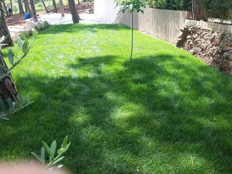 Fresh lawn with a young olive tree beside a stone wall