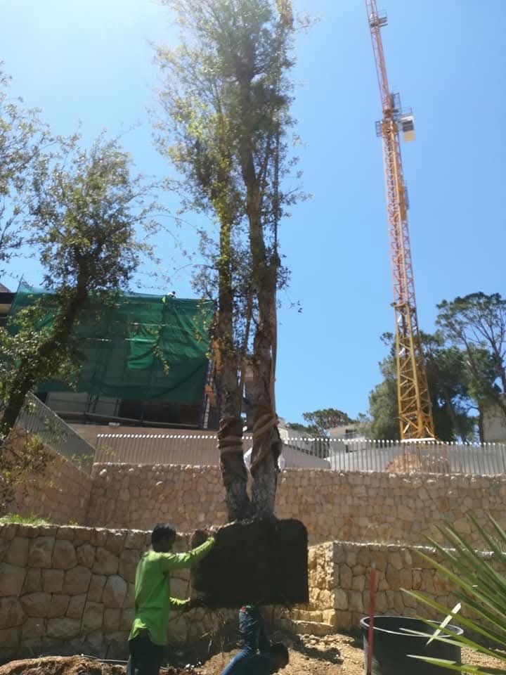 Mature tree being lowered into place by crane