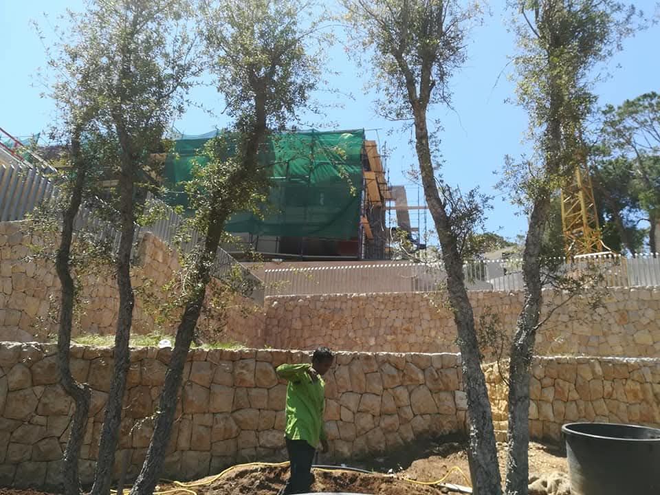 Mature olive trees planted on stone terraces