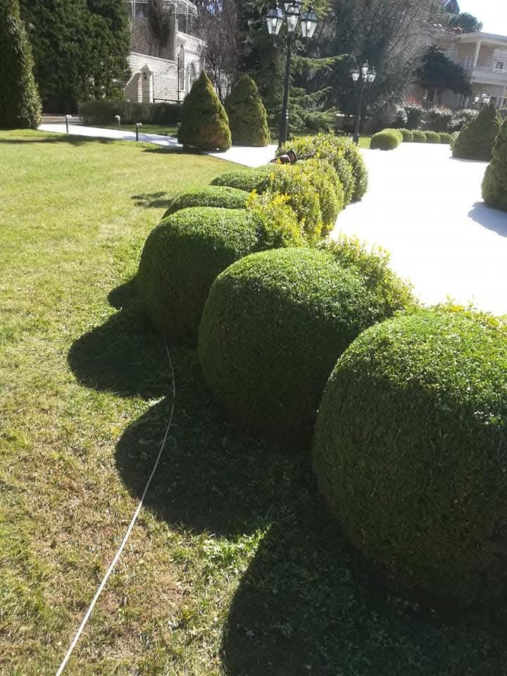 Row of round boxwood shapes beside the paved drive