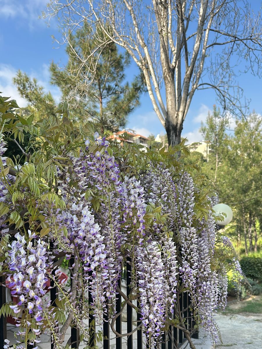 Wisteria with hanging purple flowers on a black metal fence
